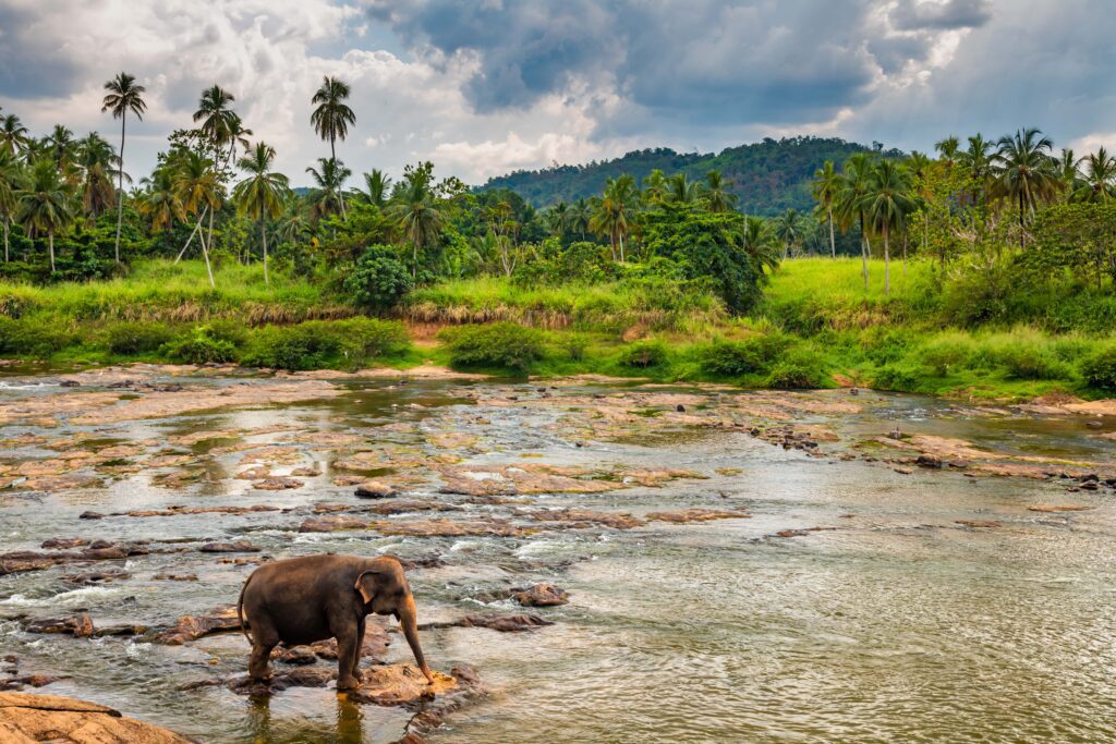 elefantes-banandose-rio-orfanato-sri-lanka